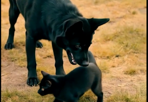 2025重庆鸿威・世界宠物博览会11月启幕 200亿市场迎行业盛会​